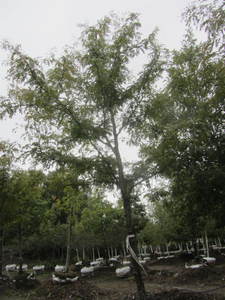 lot 151 image: Honey Locust, B&B, 3 caliper...