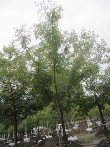 lot 152 image: Honey Locust, B&B, 3 caliper...