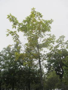 lot 153 image: Red Oak, B&B, 4 caliper...