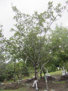 lot 155 image: Thornless Hawthorne, 2 caliper...