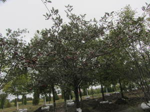 lot 156 image: Thornless Hawthorne, 2 caliper...