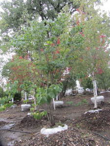 lot 157 image: Red Bud, 7ft...