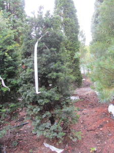 lot 158 image: Japanese Yew, B&B, 5ft...