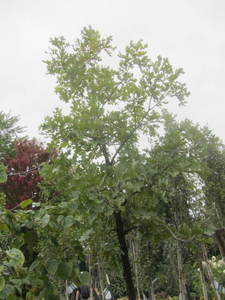 lot 161 image: Burr Oak, 20 gallon pot, 2.5 calip...