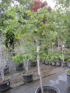 lot 162 image: Red Bud, 15 gallon pot...