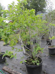 lot 163 image: Magnolia, 20 gallon pot, approx 4ft...