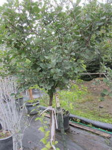 lot 164 image: Dwarf Korean Lilac, approx 5ft...