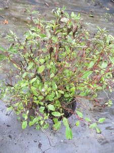 lot 166 image: Dogwood, Red Twig...