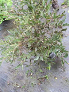 lot 167 image: Miss Kim Lilac...