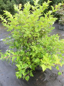 lot 168 image: Ninebark, 3ft...