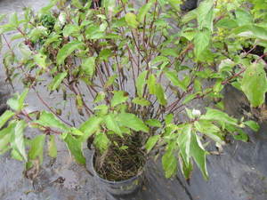 lot 169 image: Dogwood, Red Twig...