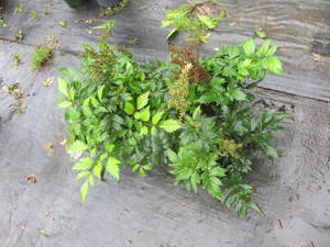 lot 170 image: Astilbe, Visions of White, qty 3...