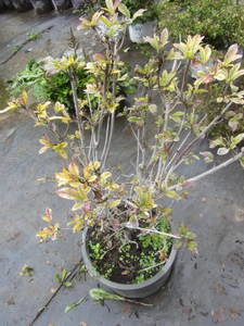 lot 172 image: Azalea...