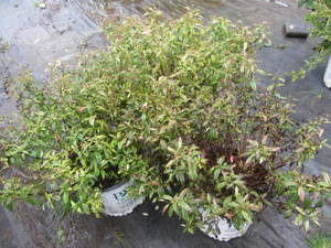 lot 173 image: Spirea- Painted Lady, qty 3...