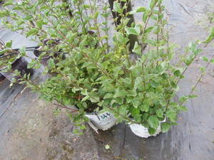 lot 174 image: Dark Purple Re-Blooming Lilac, qty ...