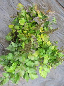 lot 175 image: Astilbe, qty 3...