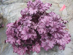lot 177 image: Coral Bells, Forever Purple, qty 3...