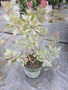 lot 178 image: Magnolia, 5 gallon pot