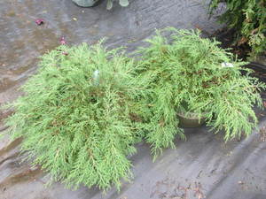 lot 179 image: Siberian Carpet Cypress, qty 2...