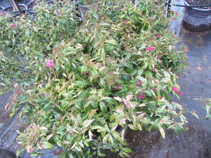lot 183 image: Spirea, Painted Lady, qty 3...