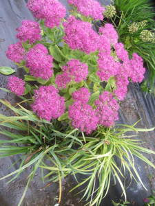 lot 184 image: Sedum - Neon, Day Lily - posibly St...