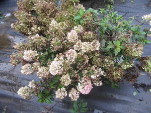 lot 188 image: Hydrangea, Bobo, qty 3...
