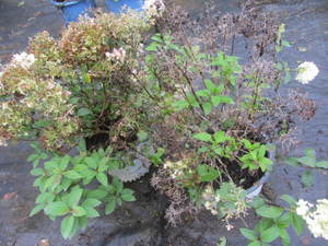 lot 189 image: Hydrangea, Bobo, qty 2...