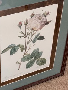Framed Botanical Print