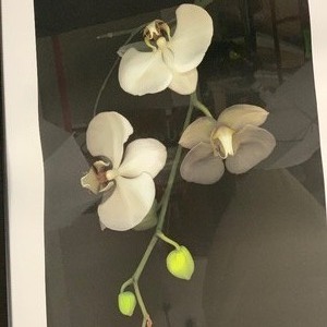 Framed Orchid Print
