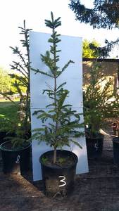 2.5 to 3.5 ft. White Spruce