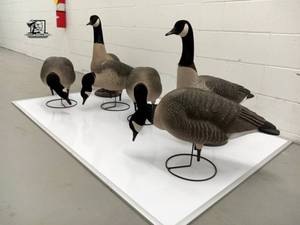lot 243 image: 6 Greenhead Gear Real Motion Goose Decoys
