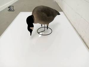 lot 245 image: 6 Greenhead Gear Realmotion Goose Decoys
