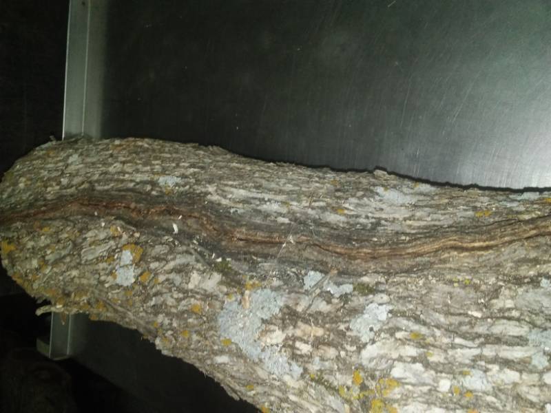 Ironwood Log, interesting growth.