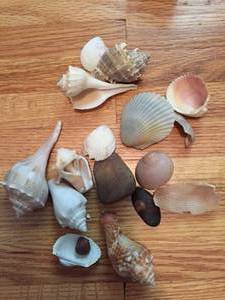 Assorted Seashells