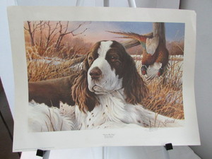 Springer Spaniel Signed Print