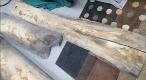 lot 15 image: Enormous Cottonwood Wood Slab 132 ...