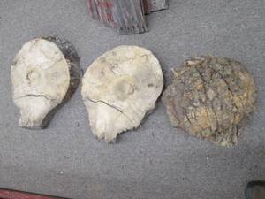 lot 41 image: (3) Pieces of Wood Round (Aprox 12...