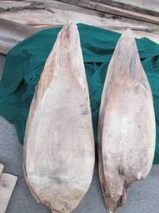 lot 50 image: (2) Wood Slabs 35X13X2.5, 45X14...