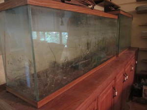Two aquariums 48x13x24H and 36...