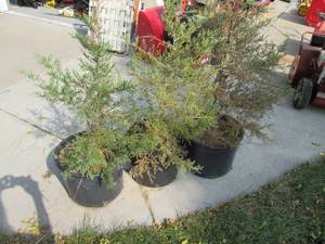 lot 49 image: 3 Red Cedar Trees In Containers