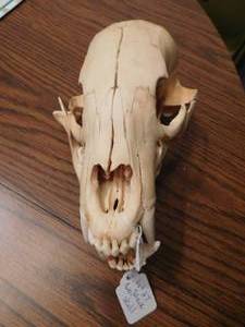 Black Bear Skull