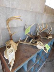 3 Whitetail Antlers