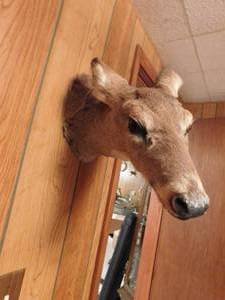 Taxidermy Whitetail Doe Deer Head