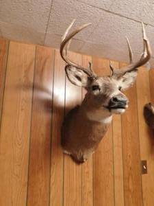 Taxidermy Whitetail 8 Pt. Buck  Deer Head