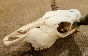 Animal Skull