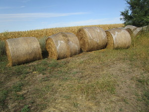 (25) Round Bales 2020 AlfalfaPrairie Hay