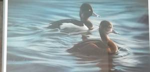 lot 106 image: Karen Latham Print RINGBILLS  Framed, Signed and Numbered
