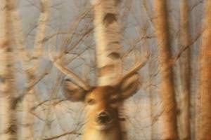 lot 71 image: Deer Print