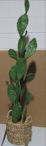 lot 45 image: Large Cactus 12 Diameter 60 Tall...