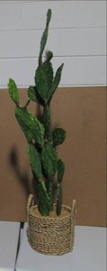 lot 46 image: Large Cactus 12 Diameter 60 Tall...